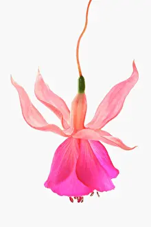 Fuchsia: Fuchsia