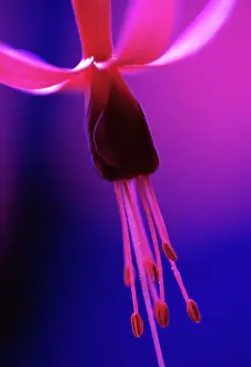 Fuchsia: Fuchsia