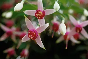 Fuchsia: Fuchsia