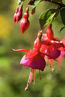 Fuchsia: Fuchsia