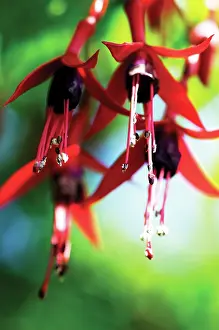 Fuchsia: Fuchsia