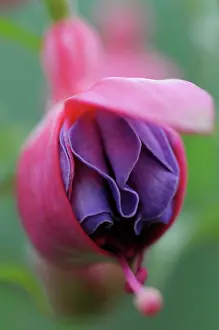 Fuchsia: Fuchsia