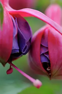 Fuchsia: Fuchsia