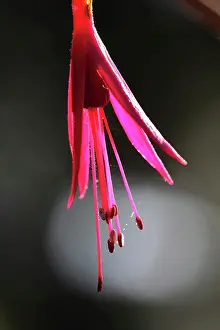 Fuchsia: Fuchsia