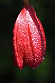 Fuchsia: Fuchsia