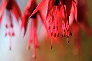 Fuchsia: Fuchsia