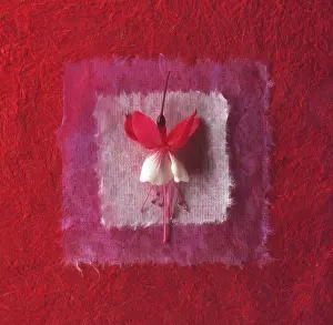 Composition: Fuchsia