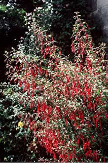 Fuchsia: FUCHSIA