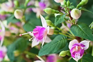 Fuchsia: Fuchsia Bon Accorde, Close view of one flower