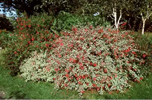 Fuchsia: Fuchsia bush - in garden