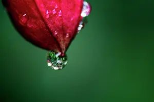 Fuchsia: Fuchsia Flower close up with rain drop