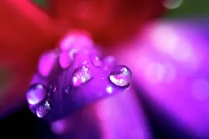 Fuchsia: Fuchsia Flower Petals close up with rain drops