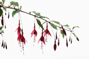 Fuchsia: Fuchsia, Fuchsia magellanica, Red subject, White