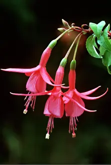 David C Dixon: FUCHSIA - Jack Shahan
