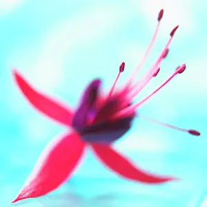 Cool: Fuchsia, Red subject, Blue background