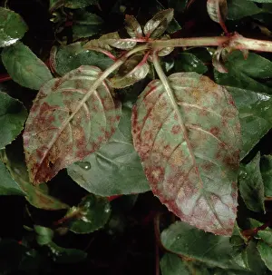Fuchsia: Fuchsia rust