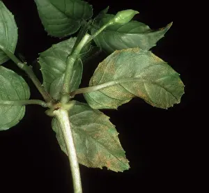 Fuchsia: Fuchsia rust