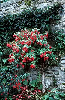 Fuchsia: FUCHSIA TREE - sheltered by wall
