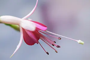 Fuchsia: Fuchsia Walz Jubelteen, Close side view of one