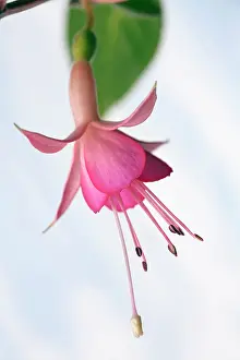 Fuchsia: Fuchsia Walz Jubelteen, Close side view of one