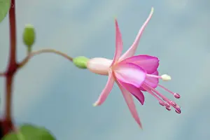 Fuchsia: Fuchsia Walz Jubelteen, Close side view of one