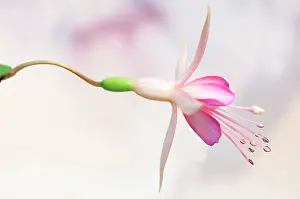 Fuchsia: Fuchsia Walz Jubelteen, Side view of one pale