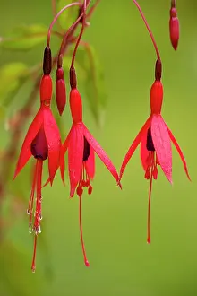 Naturalised: Fuchsia - widely naturalised in western Britain