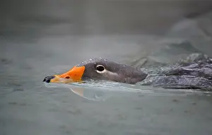 Threaten: Fuegian steamer duck (Tachyeres pteneres), swimming