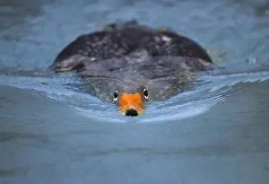 Tachyeres: Fuegian steamer duck (Tachyeres pteneres), swimming