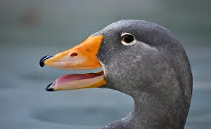 Calls: Fuegian steamer duck (Tachyeres pteneres), calls