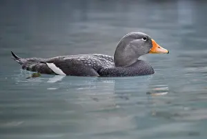 Tachyeres: Fuegian steamer duck (Tachyeres pteneres), floats