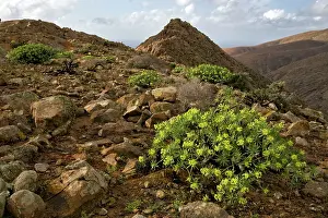 Giacomo Radi: Fuerteventura - hills near Betancuria