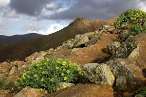 Giacomo Radi: Fuerteventura - hills near Betancuria