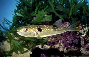 Pufferfish: Fugu / Grass Pufferfish