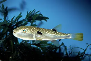 Pufferfish: Fugu / Grass Pufferfish