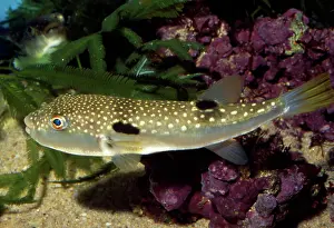 Pufferfish: Fugu / Grass Pufferfish