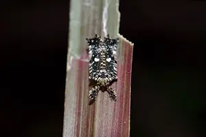 Fulgoroid: Fulgoroid Planthopper on leaf - Saba, Bali, Indonesia