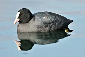 Atra: Fulica atra Fulica