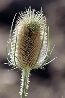 Teasels: Fuller's Teasel - close-up