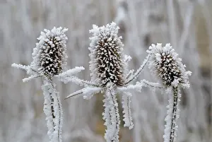 Teasels: Fuller's Teasel Wild Teasel covered in Hoar Frost