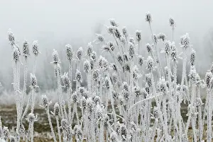 Teasels: Fuller's Teasel Wild Teasel covered in Hoar Frost
