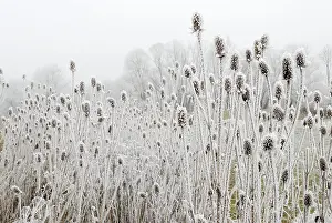 Teasels: Fuller's Teasel Wild Teasel covered in Hoar Frost