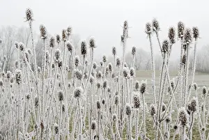 Teasels: Fuller's Teasel Wild Teasel covered in Hoar Frost