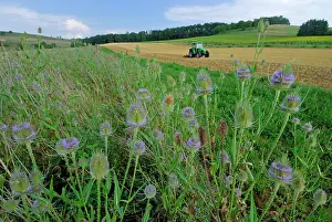 Strip: Fuller's Teasel Wildflower strip Fallow land
