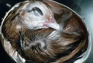 Fully: Fully developed chicken embryo inside egg