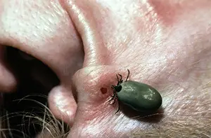 Tick: Fully Engorged Adult Deer Tick
