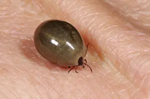 Tick: Fully Engorged Deer Tick