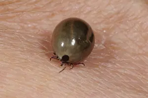 Tick: Fully Engorged Deer Tick
