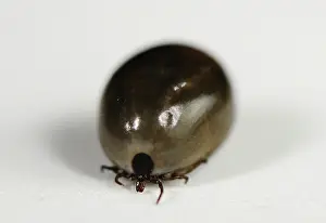 Tick: Fully Engorged Deer Tick