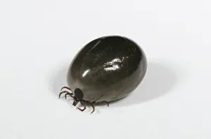 Tick: Fully Engorged Deer Tick